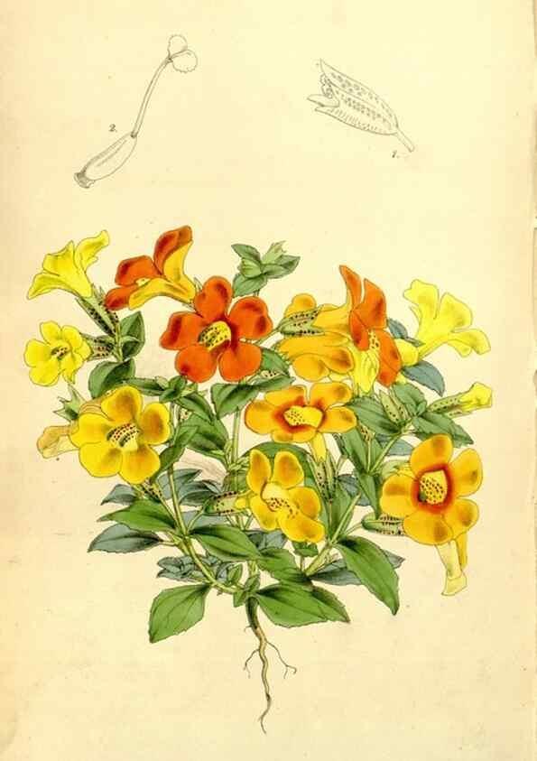 Reproducción/Reproduction 8167042077: Curtis's botanical magazine.. London ;New York [etc.] :Academic Press [etc.]