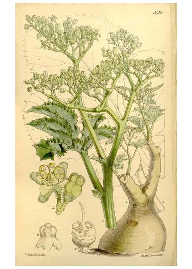 Reproducción/Reproduction 8167042821: Curtis's botanical magazine.. London ;New York [etc.] :Academic Press [etc.]