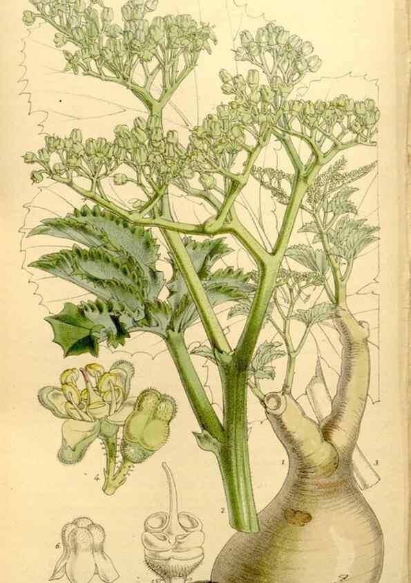Reproducción/Reproduction 8167042821: Curtis's botanical magazine.. London ;New York [etc.] :Academic Press [etc.]