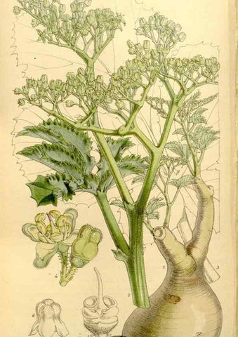 Reproducción/Reproduction 8167042821: Curtis's botanical magazine.. London ;New York [etc.] :Academic Press [etc.]