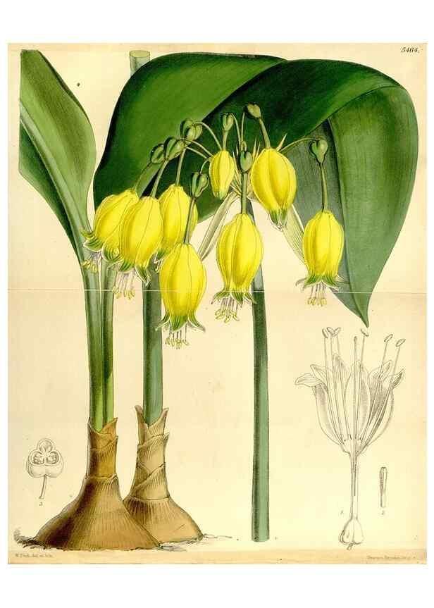 Reproducción/Reproduction 8167031487: Curtis's botanical magazine.. London ;New York [etc.] :Academic Press [etc.]