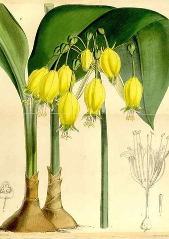 Reproducción/Reproduction 8167031487: Curtis's botanical magazine.. London ;New York [etc.] :Academic Press [etc.]
