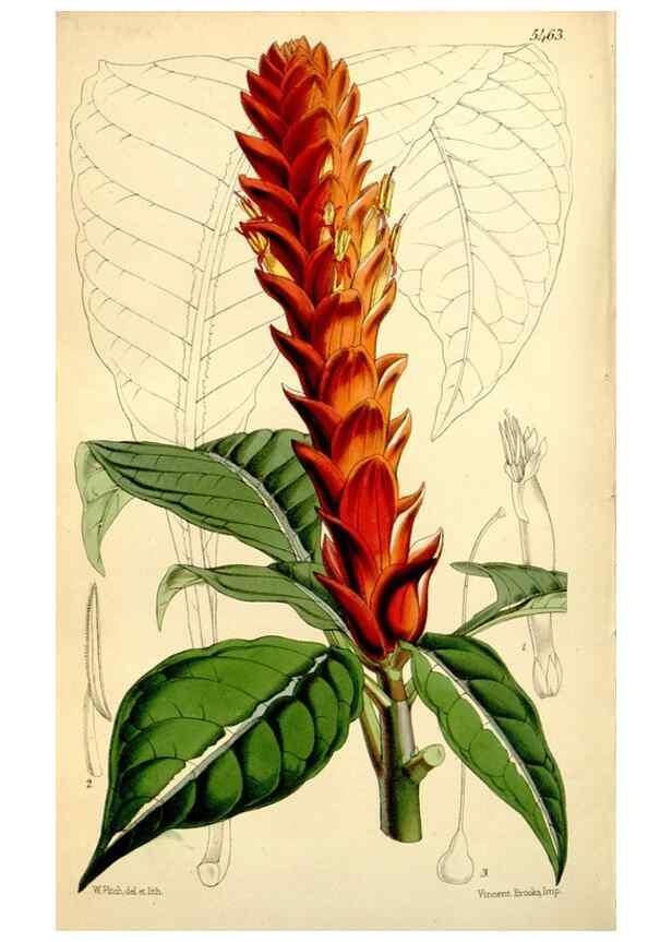 Reproducción/Reproduction 8167030873: Curtis's botanical magazine.. London ;New York [etc.] :Academic Press [etc.]