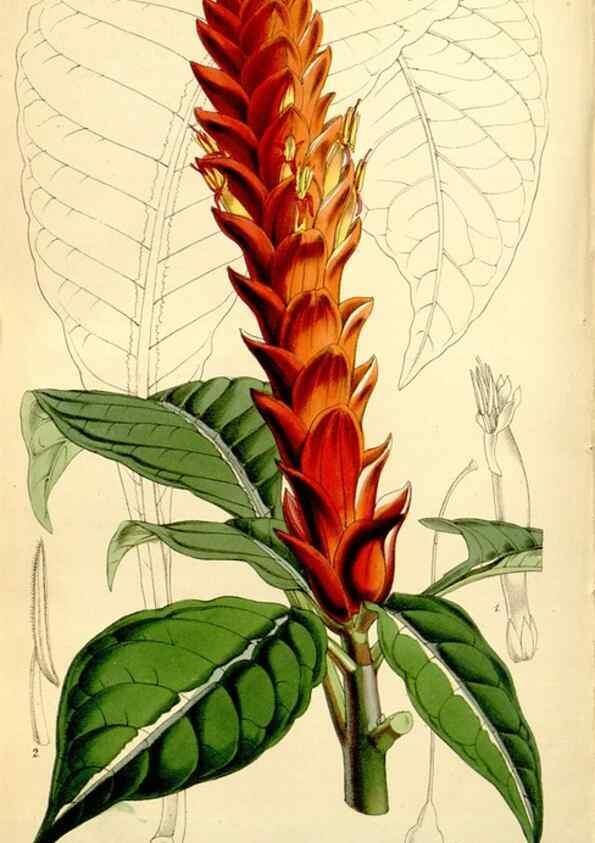 Reproducción/Reproduction 8167030873: Curtis's botanical magazine.. London ;New York [etc.] :Academic Press [etc.]