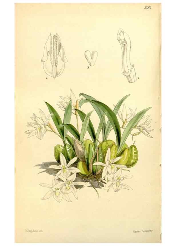 Reproducción/Reproduction 8167030187: Curtis's botanical magazine.. London ;New York [etc.] :Academic Press [etc.]