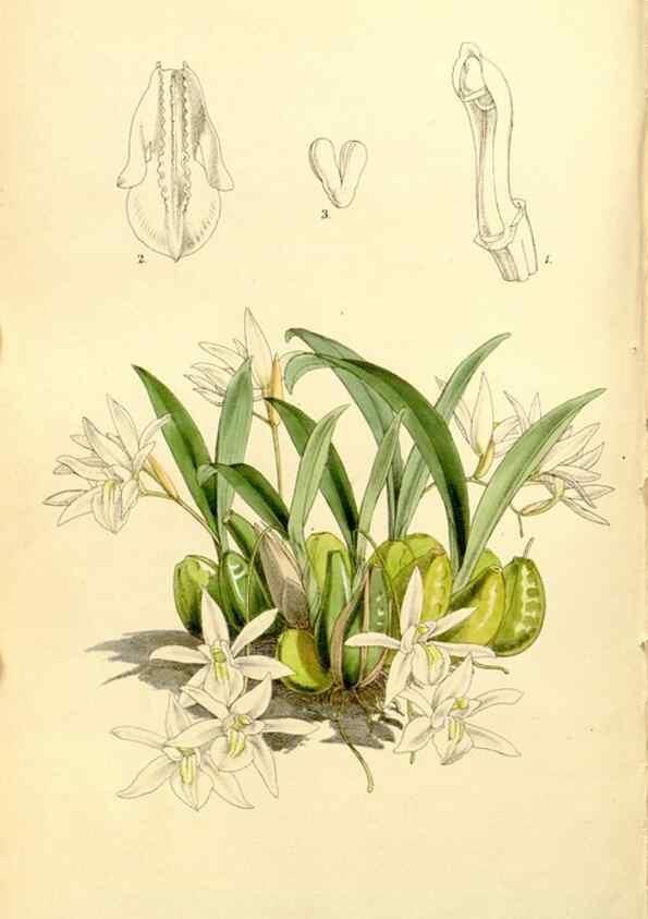 Reproducción/Reproduction 8167030187: Curtis's botanical magazine.. London ;New York [etc.] :Academic Press [etc.]