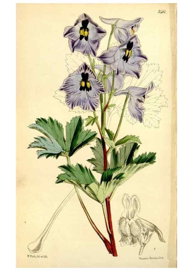 Reproducción/Reproduction 8167029183: Curtis's botanical magazine.. London ;New York [etc.] :Academic Press [etc.]