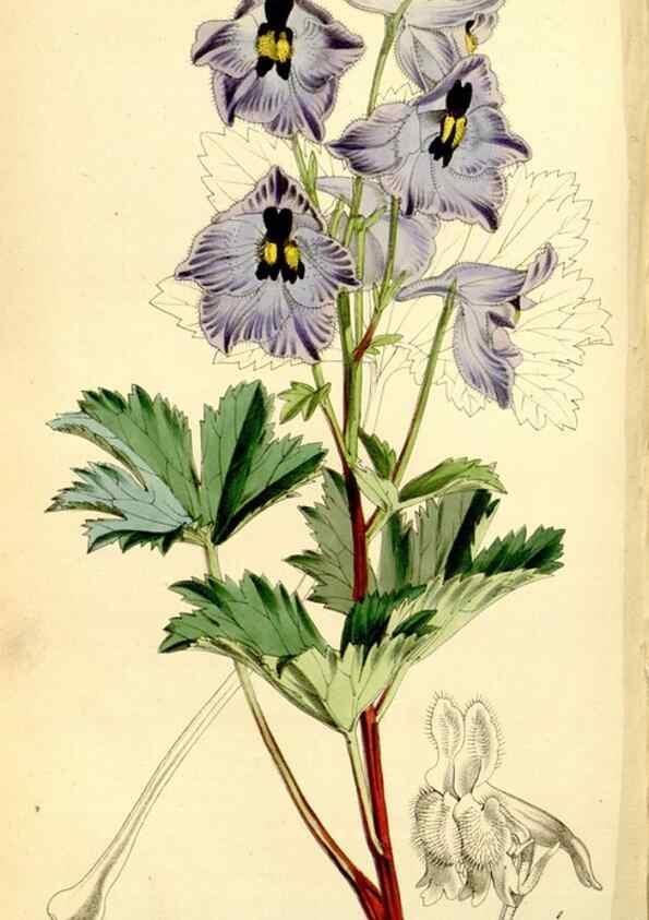 Reproducción/Reproduction 8167029183: Curtis's botanical magazine.. London ;New York [etc.] :Academic Press [etc.]