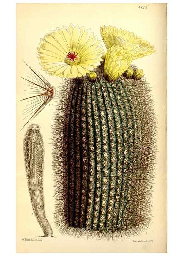 Reproducción/Reproduction 8167016421: Curtis's botanical magazine.. London ;New York [etc.] :Academic Press [etc.]
