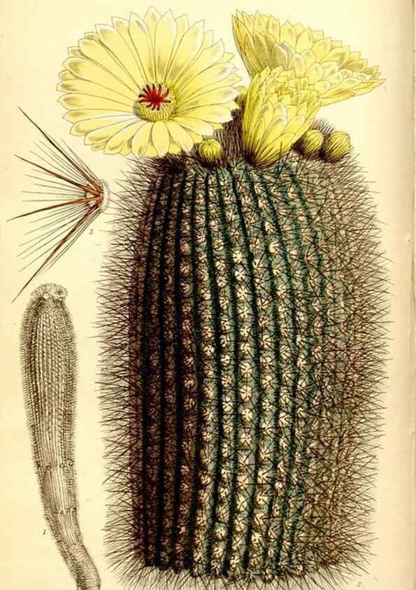Reproducción/Reproduction 8167016421: Curtis's botanical magazine.. London ;New York [etc.] :Academic Press [etc.]