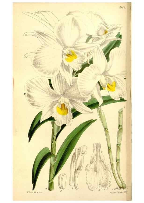 Reproducción/Reproduction 8167017447: Curtis's botanical magazine.. London ;New York [etc.] :Academic Press [etc.]