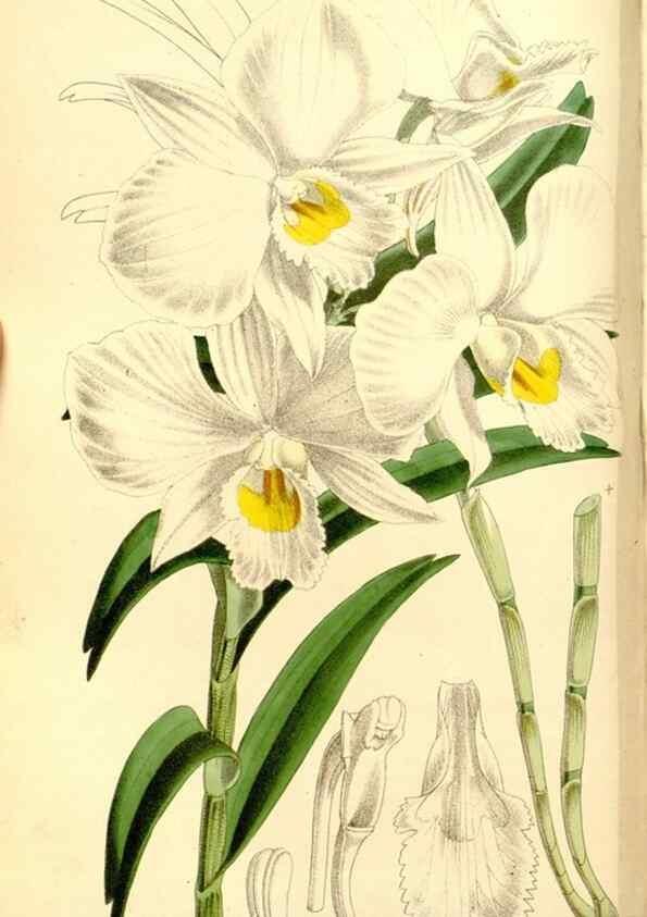 Reproducción/Reproduction 8167017447: Curtis's botanical magazine.. London ;New York [etc.] :Academic Press [etc.]