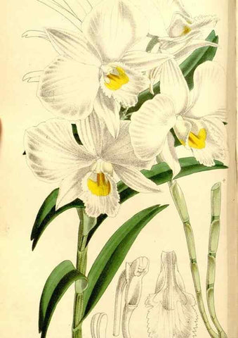 Reproducción/Reproduction 8167017447: Curtis's botanical magazine.. London ;New York [etc.] :Academic Press [etc.]