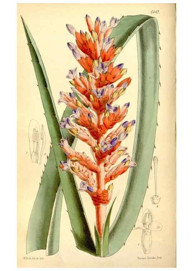 Reproducción/Reproduction 8167018297: Curtis's botanical magazine.. London ;New York [etc.] :Academic Press [etc.]