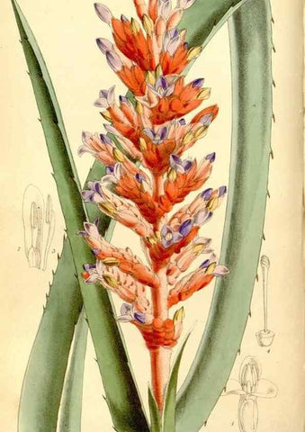 Reproducción/Reproduction 8167018297: Curtis's botanical magazine.. London ;New York [etc.] :Academic Press [etc.]