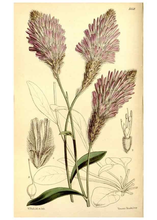 Reproducción/Reproduction 8167048710: Curtis's botanical magazine.. London ;New York [etc.] :Academic Press [etc.]