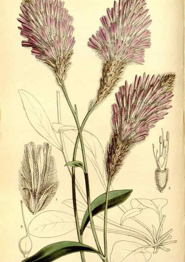 Reproducción/Reproduction 8167048710: Curtis's botanical magazine.. London ;New York [etc.] :Academic Press [etc.]