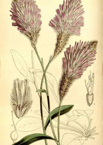 Reproducción/Reproduction 8167048710: Curtis's botanical magazine.. London ;New York [etc.] :Academic Press [etc.]
