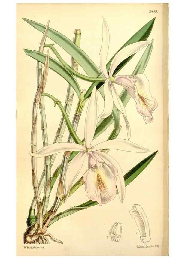 Reproducción/Reproduction 8167020065: Curtis's botanical magazine.. London ;New York [etc.] :Academic Press [etc.]