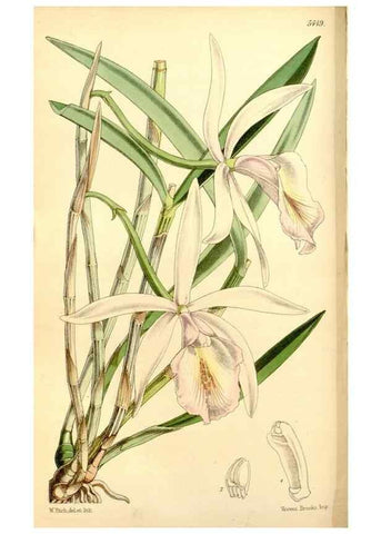 Reproducción/Reproduction 8167020065: Curtis's botanical magazine.. London ;New York [etc.] :Academic Press [etc.]