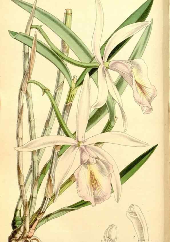 Reproducción/Reproduction 8167020065: Curtis's botanical magazine.. London ;New York [etc.] :Academic Press [etc.]