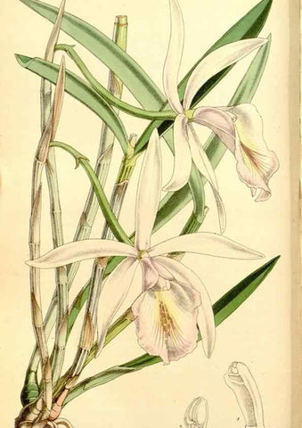 Reproducción/Reproduction 8167020065: Curtis's botanical magazine.. London ;New York [etc.] :Academic Press [etc.]