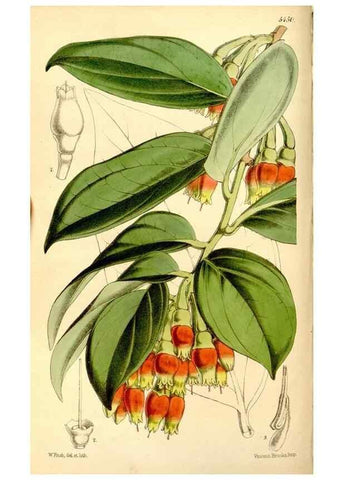 Reproducción/Reproduction 8167050190: Curtis's botanical magazine.. London ;New York [etc.] :Academic Press [etc.]