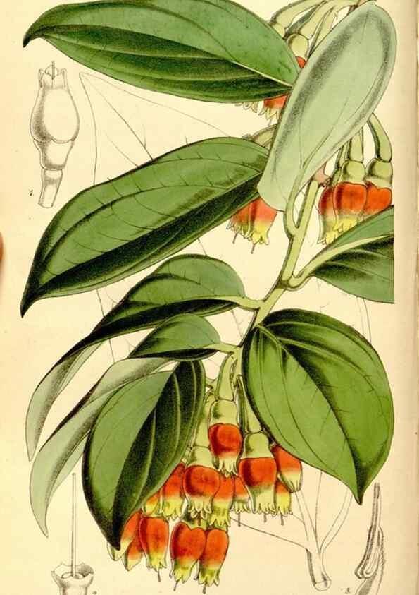 Reproducción/Reproduction 8167050190: Curtis's botanical magazine.. London ;New York [etc.] :Academic Press [etc.]