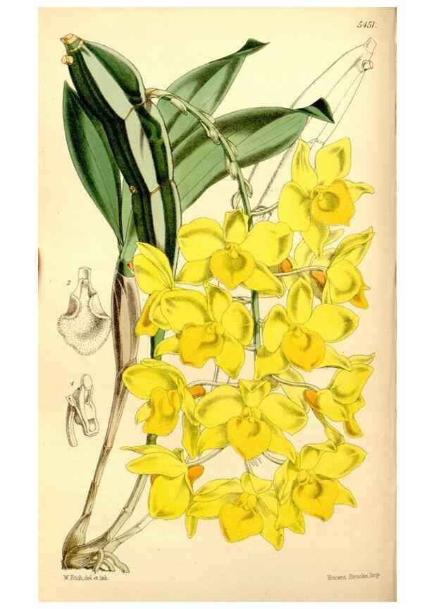 Reproducción/Reproduction 8167021627: Curtis's botanical magazine.. London ;New York [etc.] :Academic Press [etc.]