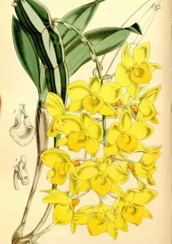 Reproducción/Reproduction 8167021627: Curtis's botanical magazine.. London ;New York [etc.] :Academic Press [etc.]