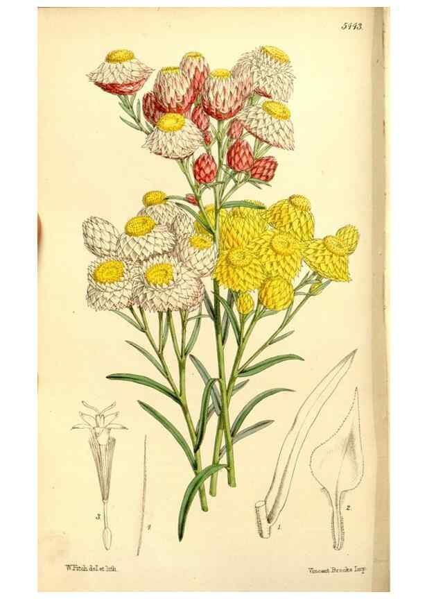 Reproducción/Reproduction 8167043566: Curtis's botanical magazine.. London ;New York [etc.] :Academic Press [etc.]