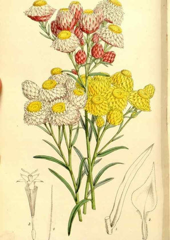 Reproducción/Reproduction 8167043566: Curtis's botanical magazine.. London ;New York [etc.] :Academic Press [etc.]