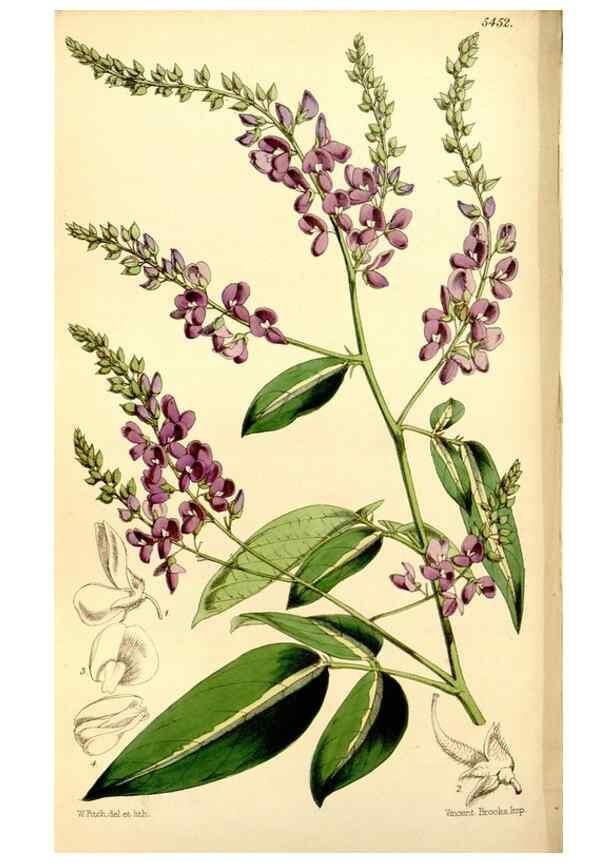 Reproducción/Reproduction 8167051726: Curtis's botanical magazine.. London ;New York [etc.] :Academic Press [etc.]