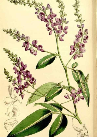 Reproducción/Reproduction 8167051726: Curtis's botanical magazine.. London ;New York [etc.] :Academic Press [etc.]