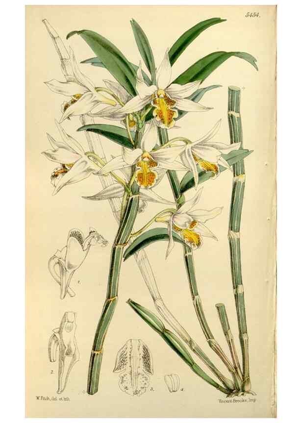 Reproducción/Reproduction 8167023723: Curtis's botanical magazine.. London ;New York [etc.] :Academic Press [etc.]