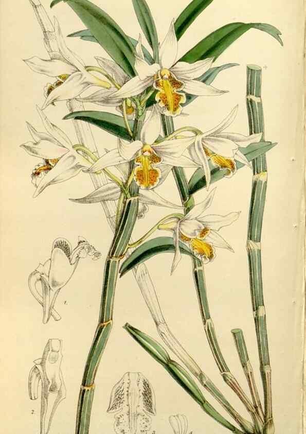 Reproducción/Reproduction 8167023723: Curtis's botanical magazine.. London ;New York [etc.] :Academic Press [etc.]
