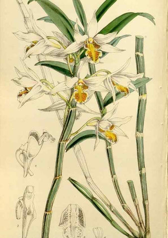 Reproducción/Reproduction 8167023723: Curtis's botanical magazine.. London ;New York [etc.] :Academic Press [etc.]