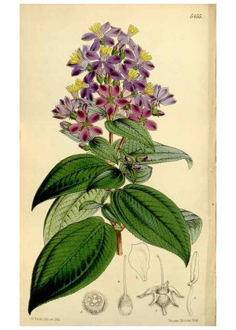 Reproducción/Reproduction 8167053712: Curtis's botanical magazine.. London ;New York [etc.] :Academic Press [etc.]