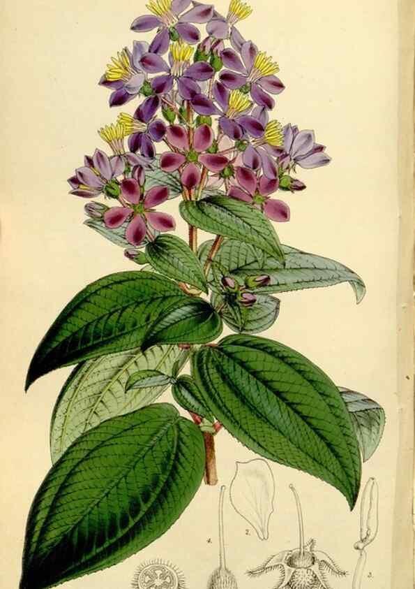 Reproducción/Reproduction 8167053712: Curtis's botanical magazine.. London ;New York [etc.] :Academic Press [etc.]