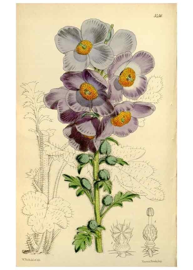 Reproducción/Reproduction 8167025203: Curtis's botanical magazine.. London ;New York [etc.] :Academic Press [etc.]