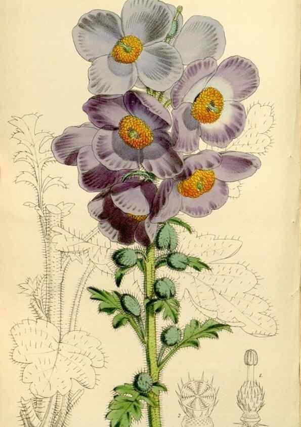 Reproducción/Reproduction 8167025203: Curtis's botanical magazine.. London ;New York [etc.] :Academic Press [etc.]