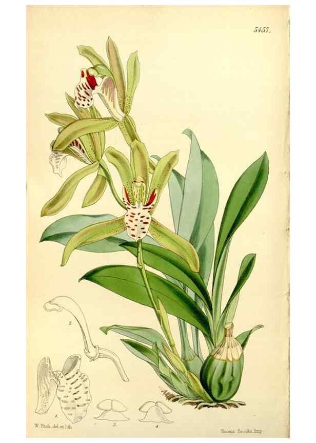 Reproducción/Reproduction 8167055490: Curtis's botanical magazine.. London ;New York [etc.] :Academic Press [etc.]