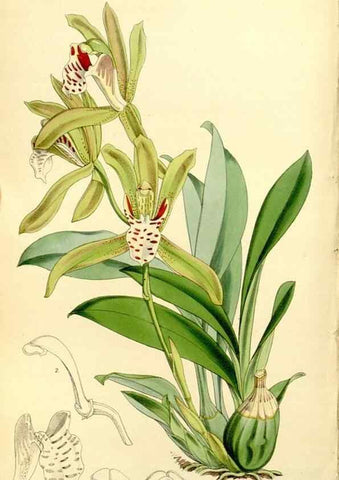 Reproducción/Reproduction 8167055490: Curtis's botanical magazine.. London ;New York [etc.] :Academic Press [etc.]