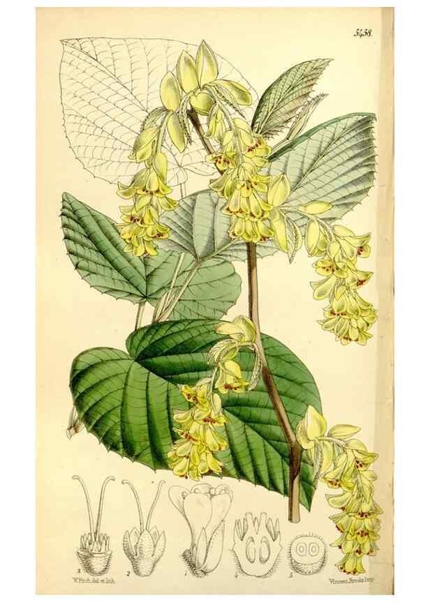 Reproducción/Reproduction 8167026959: Curtis's botanical magazine.. London ;New York [etc.] :Academic Press [etc.]