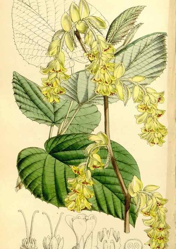 Reproducción/Reproduction 8167026959: Curtis's botanical magazine.. London ;New York [etc.] :Academic Press [etc.]