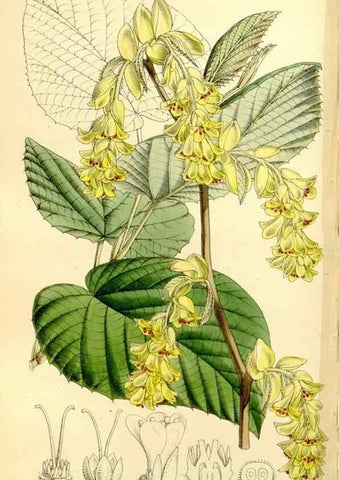 Reproducción/Reproduction 8167026959: Curtis's botanical magazine.. London ;New York [etc.] :Academic Press [etc.]