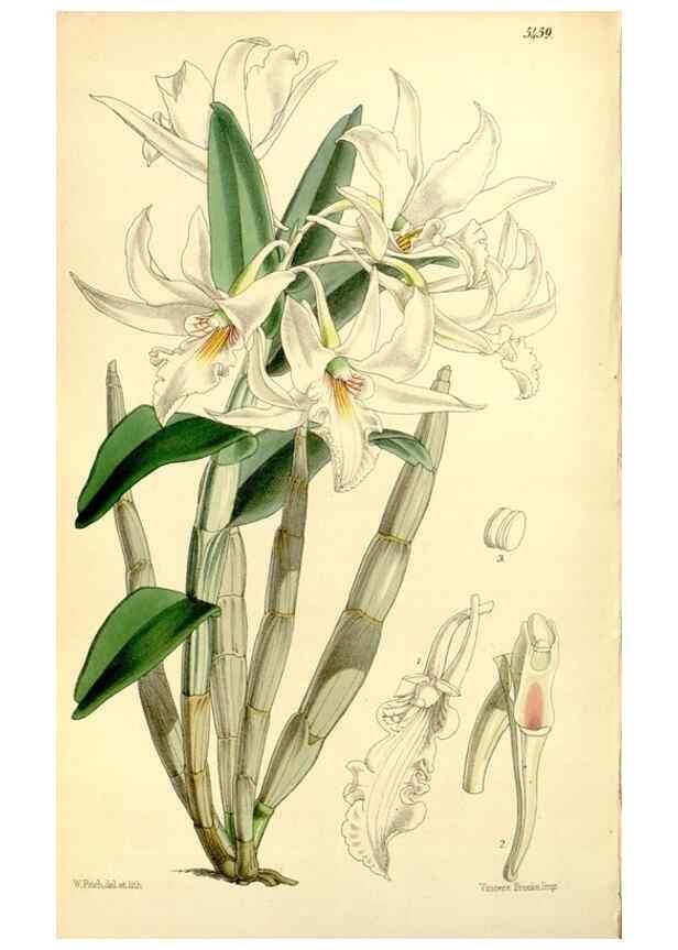 Reproducción/Reproduction 8167027813: Curtis's botanical magazine.. London ;New York [etc.] :Academic Press [etc.]