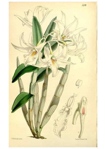 Reproducción/Reproduction 8167027813: Curtis's botanical magazine.. London ;New York [etc.] :Academic Press [etc.]