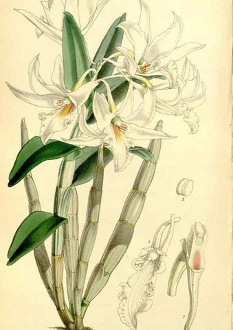 Reproducción/Reproduction 8167027813: Curtis's botanical magazine.. London ;New York [etc.] :Academic Press [etc.]