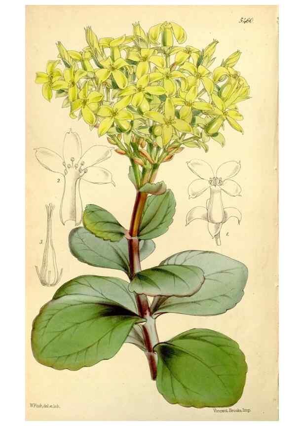 Reproducción/Reproduction 8167057766: Curtis's botanical magazine.. London ;New York [etc.] :Academic Press [etc.]